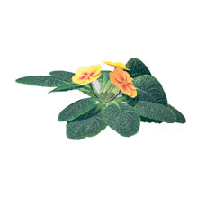 Ayurveda Aromatherapy Evening Primrose Essential Oil