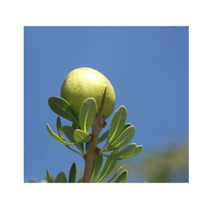 Lanesse Argan Oil 100% Pure Natural