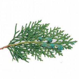 Ayurveda Aromatherapy Αιθέριο Έλαιο Κέδρος 10ml