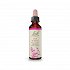 Bach Elm - 20ml
