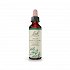 Bach Holly - 20ml
