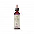 Bach Water Violet  - 20ml